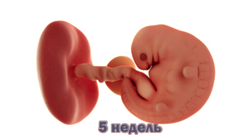 5 неделя беременности от зачатия