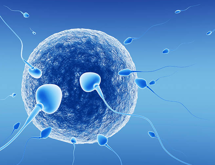 ЭКО с донорской спермой