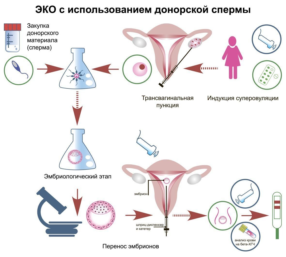 7. Перенос эмбрионов