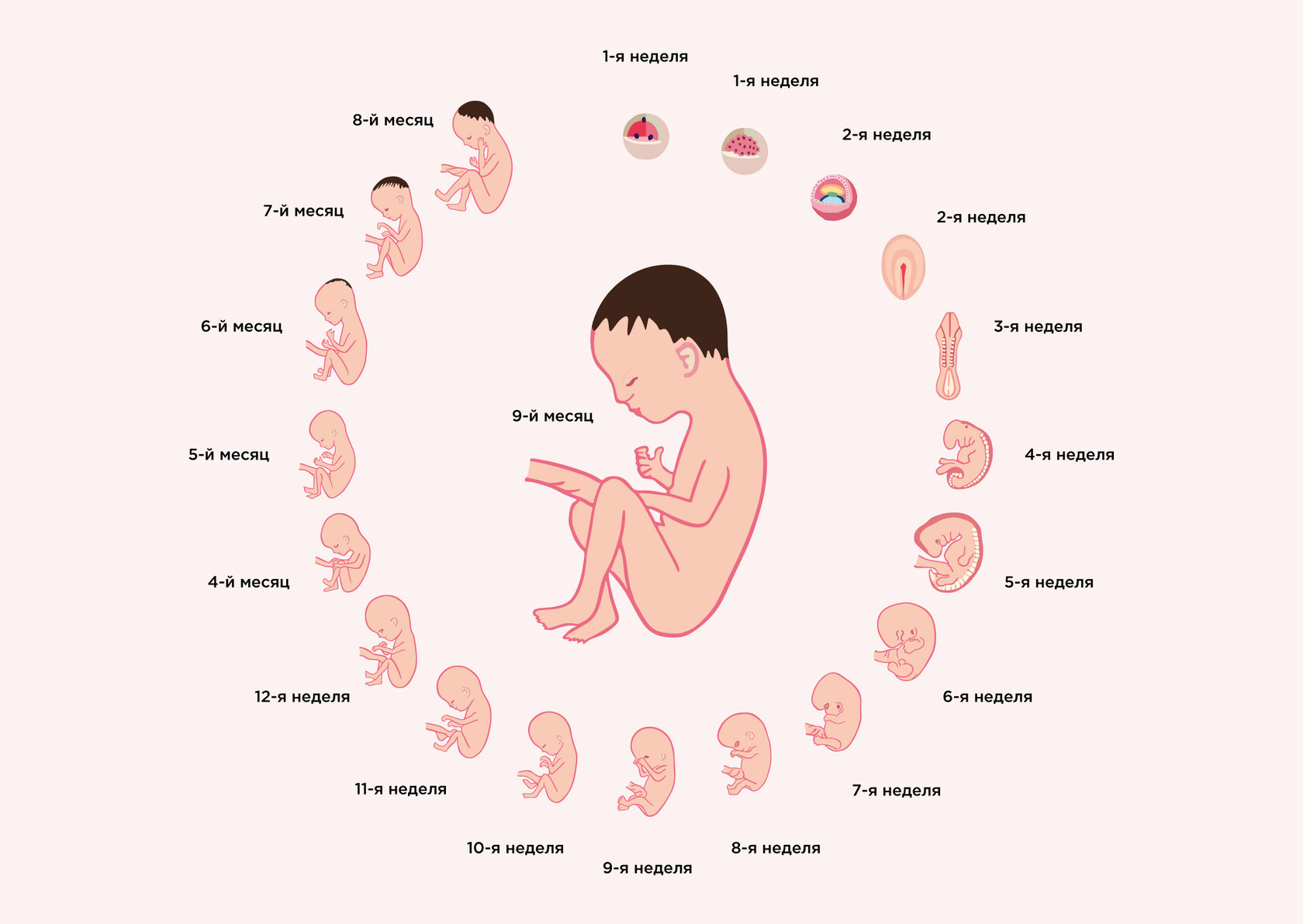 11 неделя беременности от зачатия
