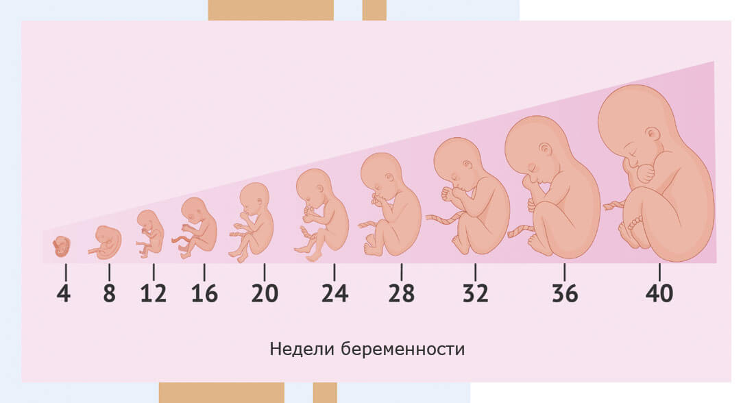 24 неделя беременности от зачатия