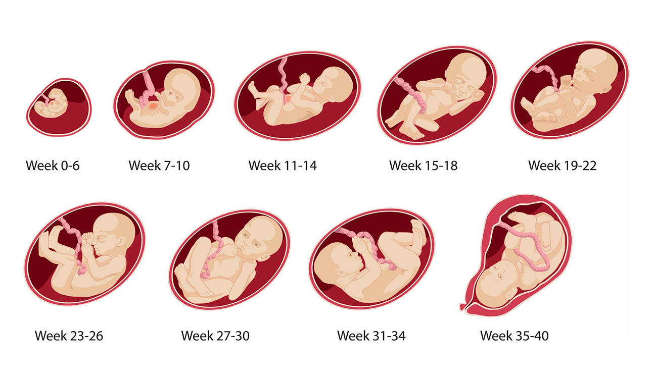15 неделя беременности от зачатия